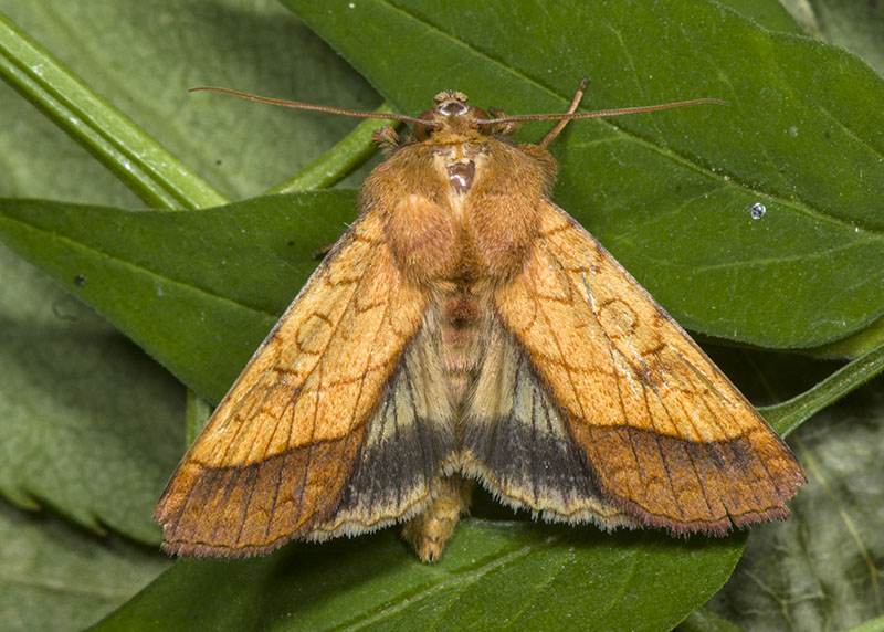 Pyrrhia umbra - Noctuidae